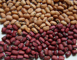 Wait to harvest cowpeas until their pods have gone brown and crunchy. Then they’ll be easy to shell.